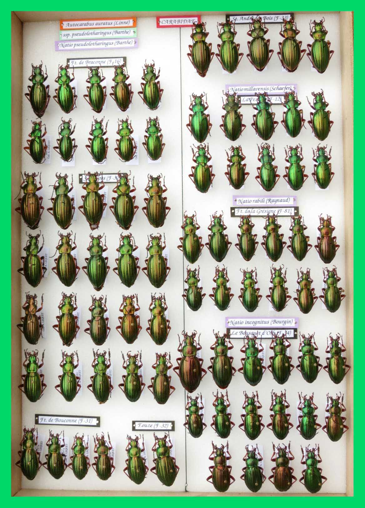 Autocarabus auratus (7)