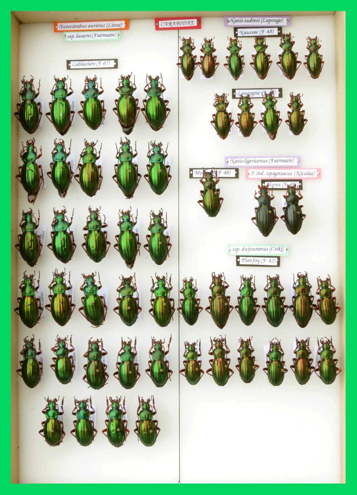 Autocarabus auratus (8)