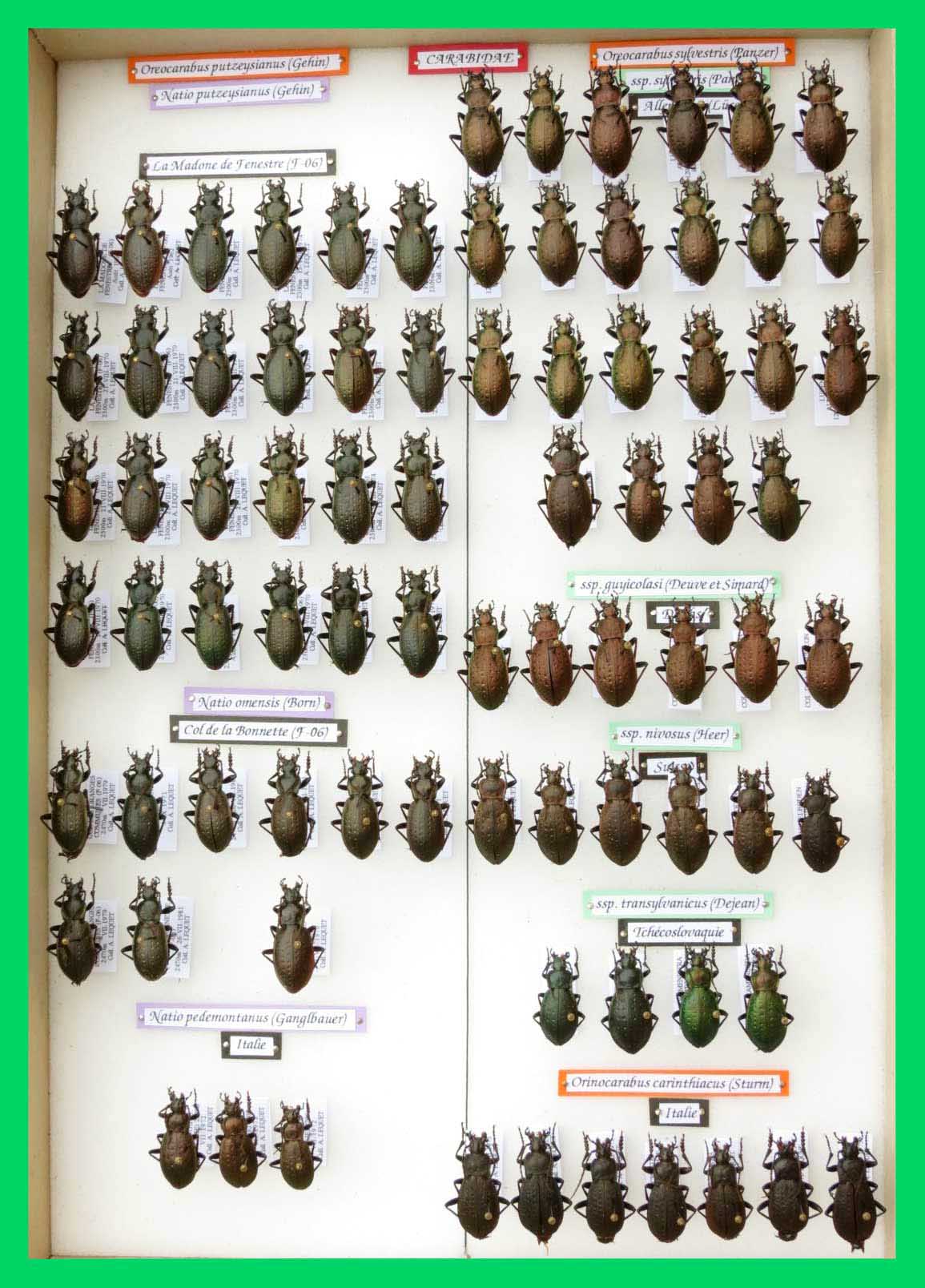 Oreocarabus putzeysianus, sylvestris, carinthiacus.