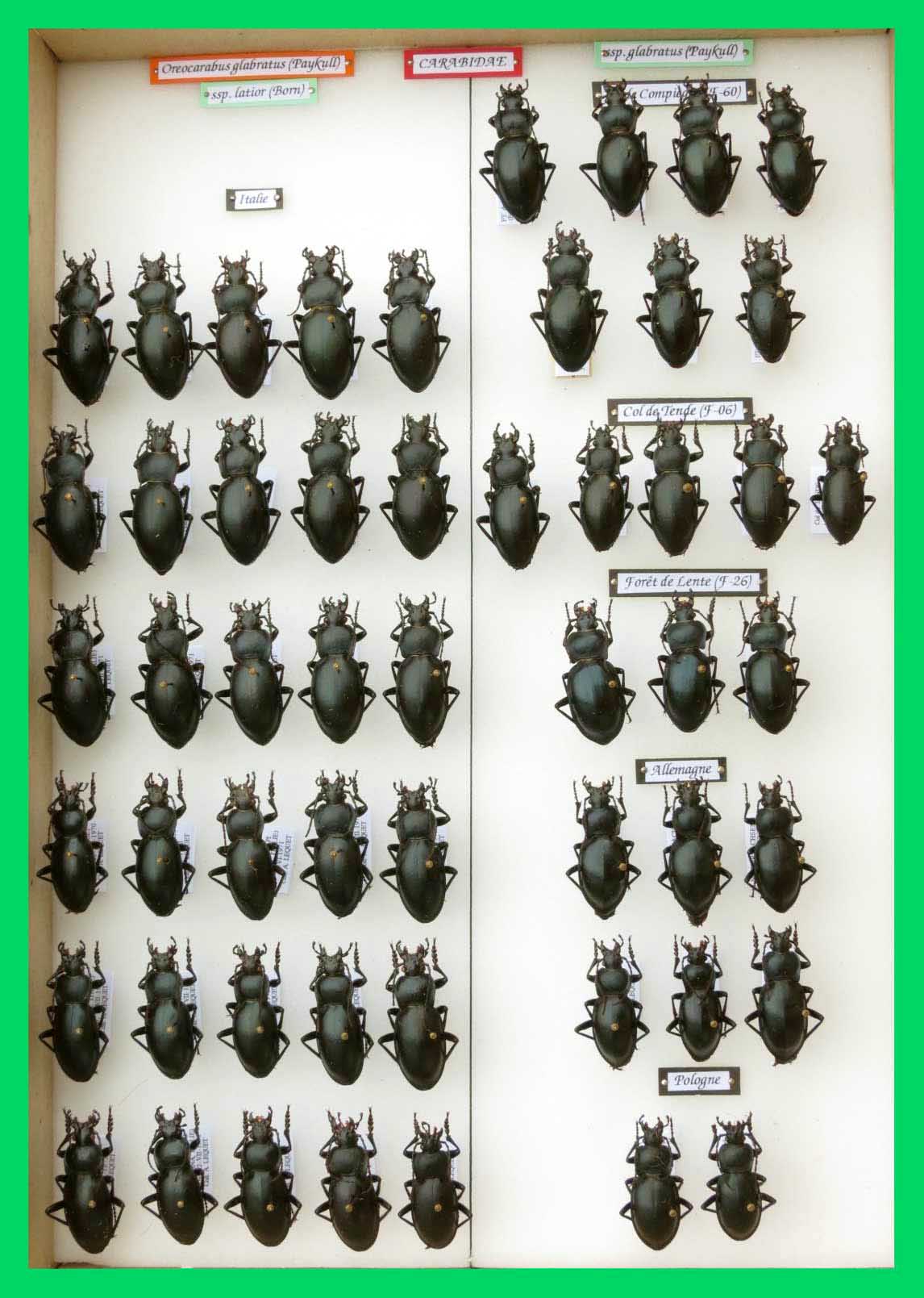 Oreocarabus glabratus.