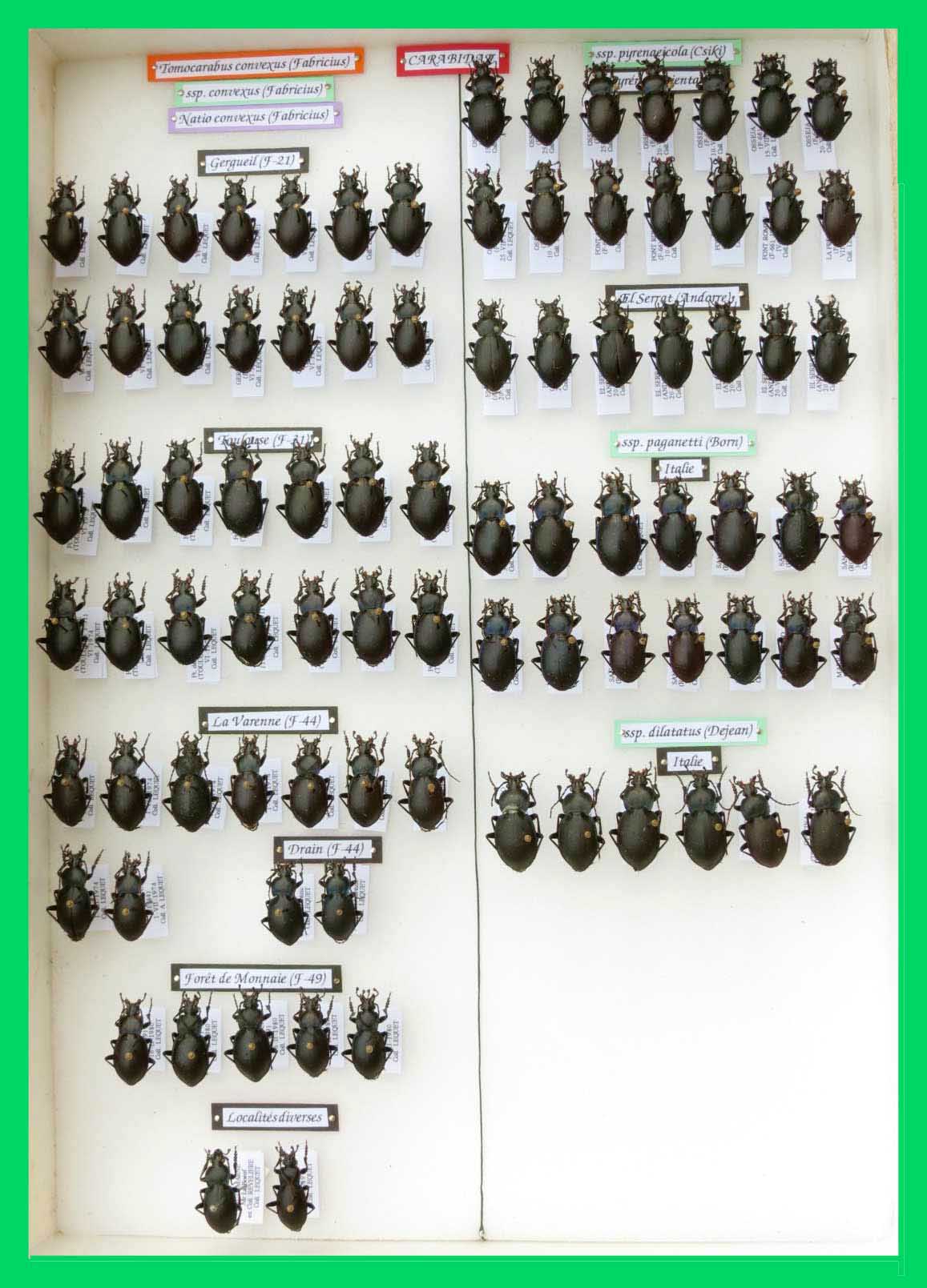 Tomocarabus convexus.