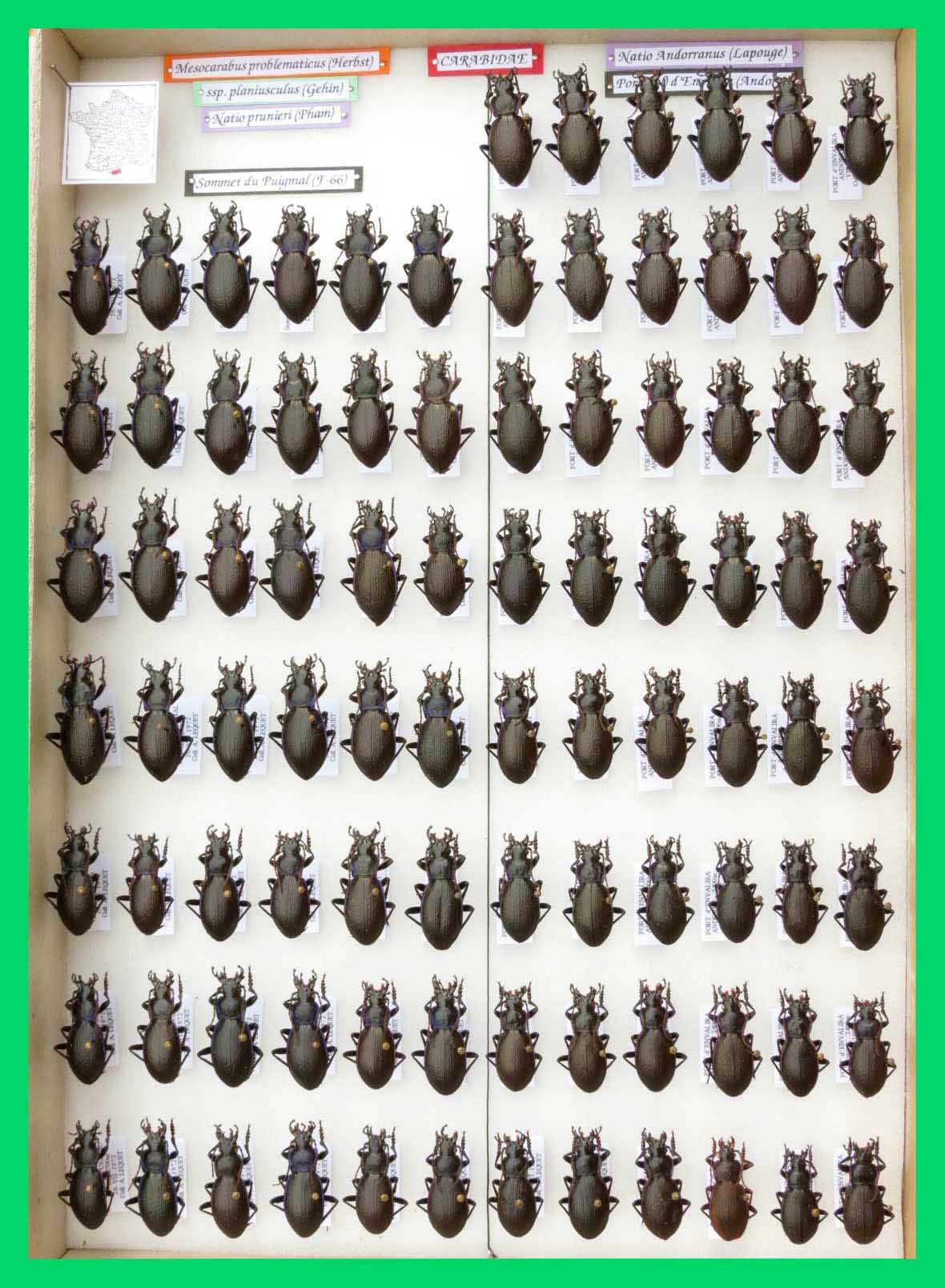 Mesocarabus problematicus (1)