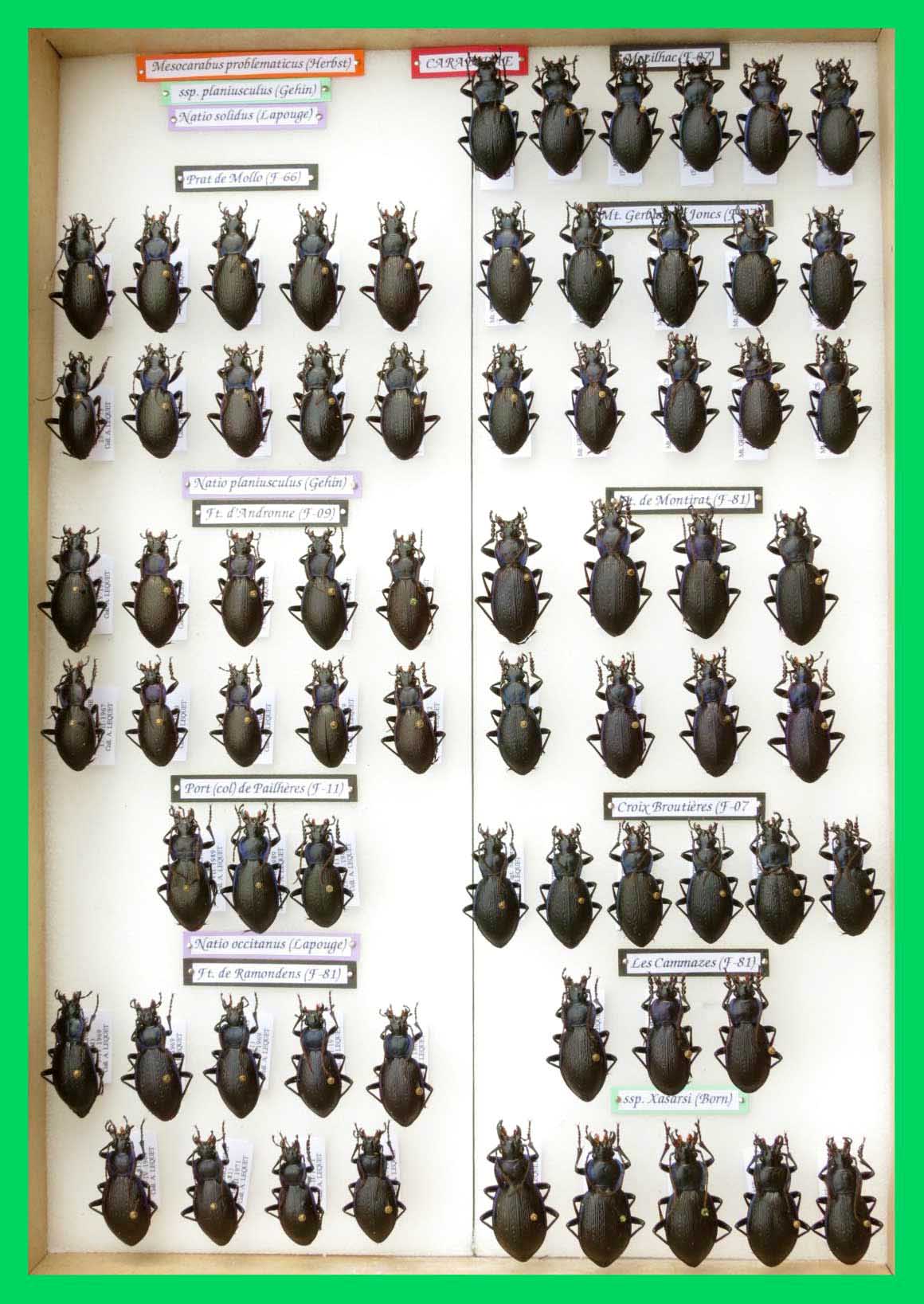 Mesocarabus problematicus (2)