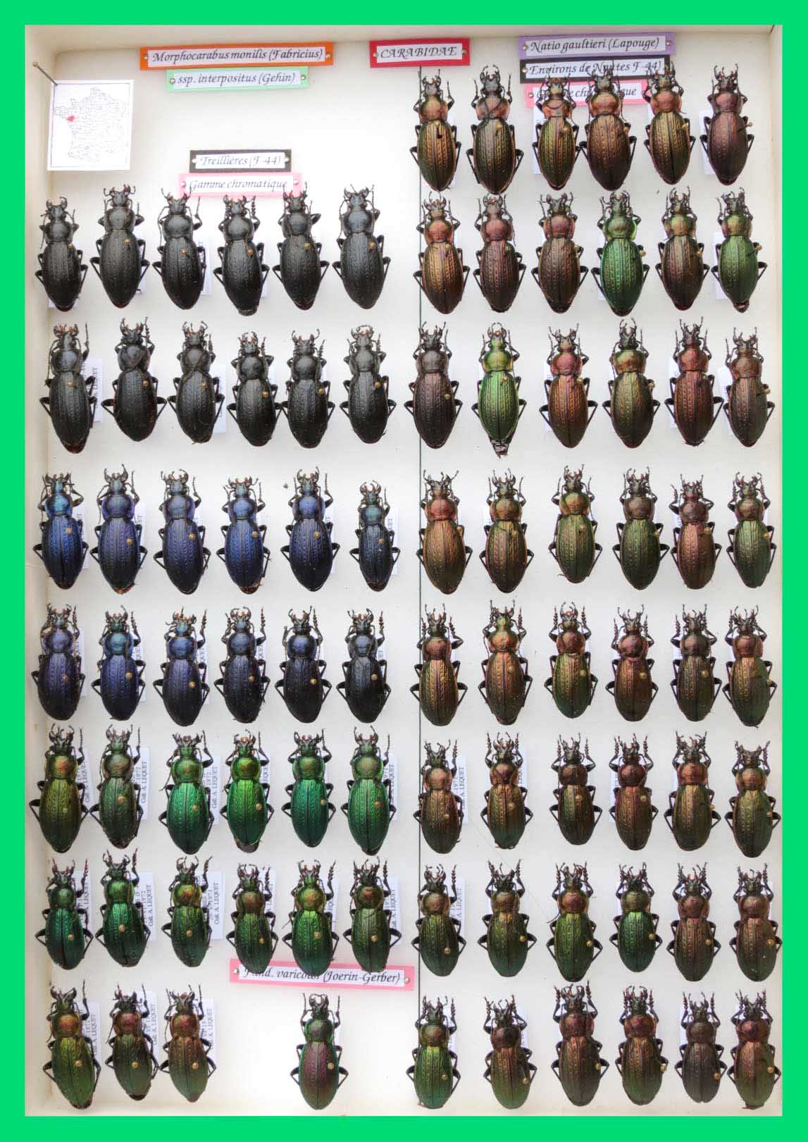 Morphocarabus monilis (1)