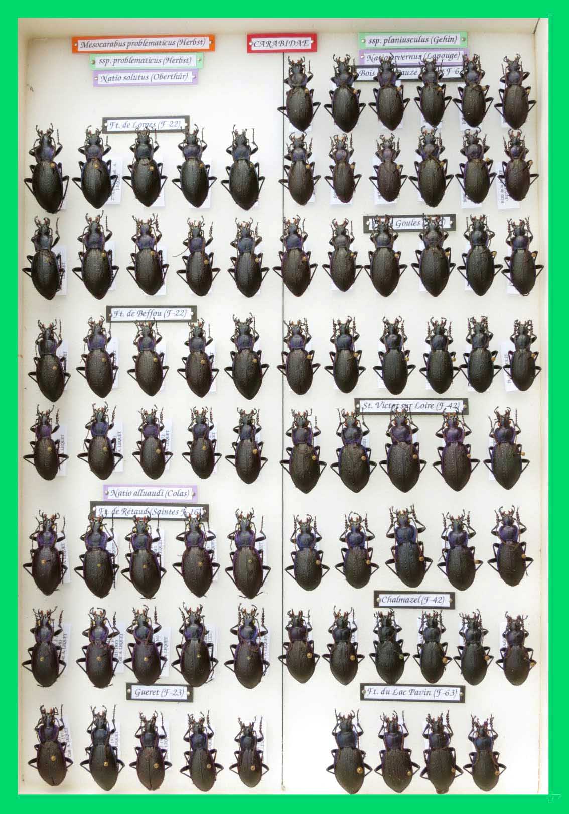 Mesocarabus problematicus (4)