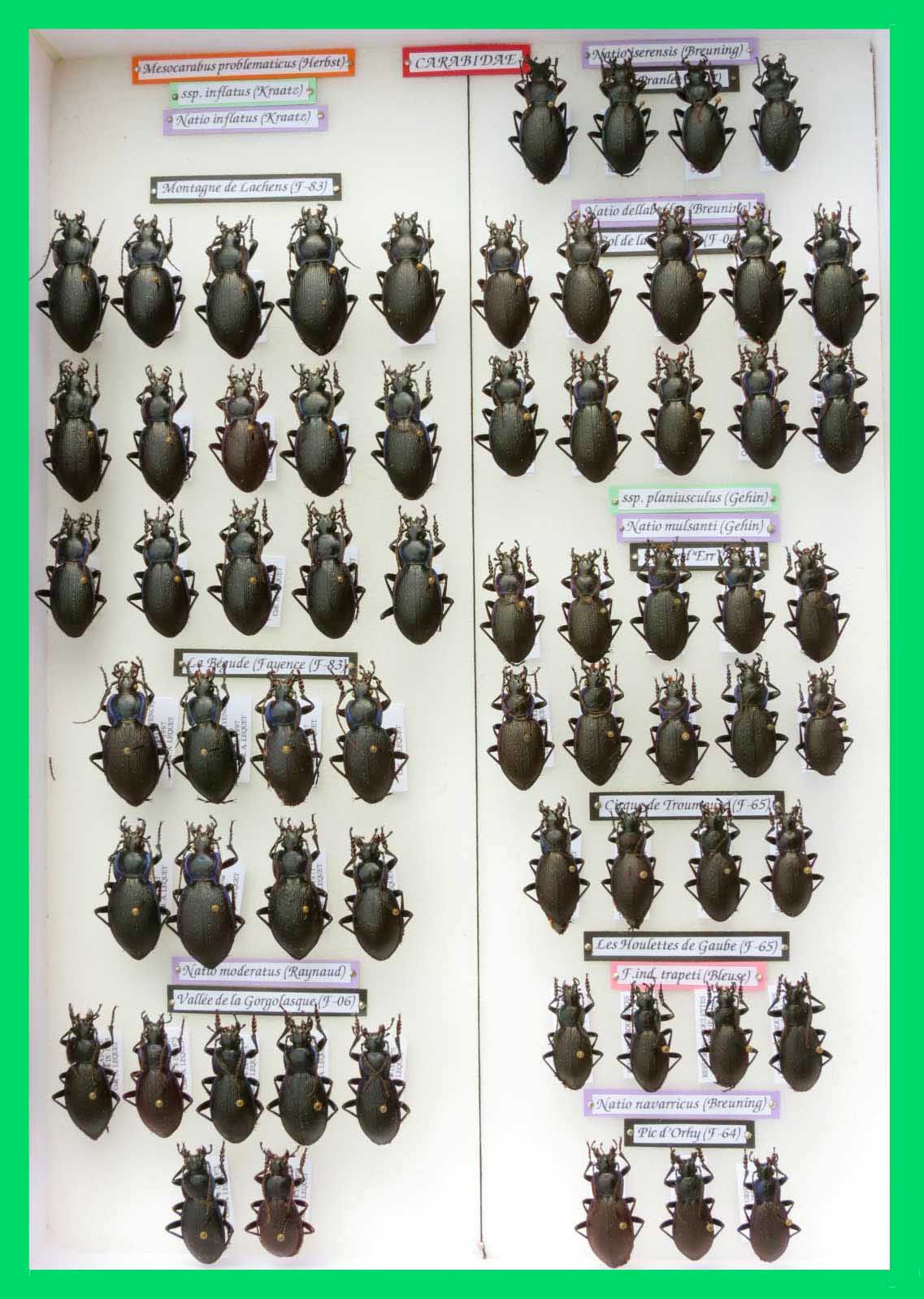 Mesocarabus problematicus (5)