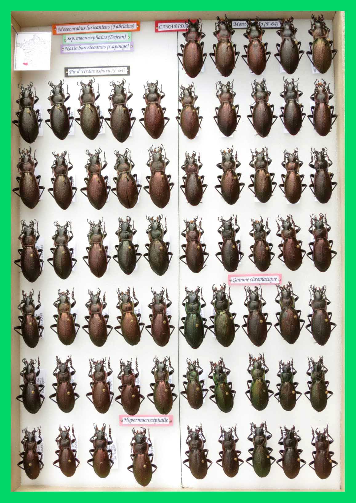 Mesocarabus macrocephalus (1)