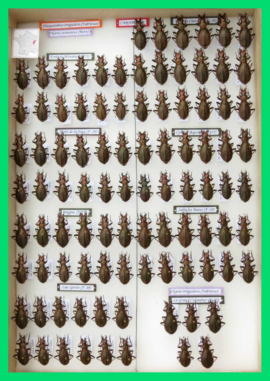 Platycarabus irregularis.