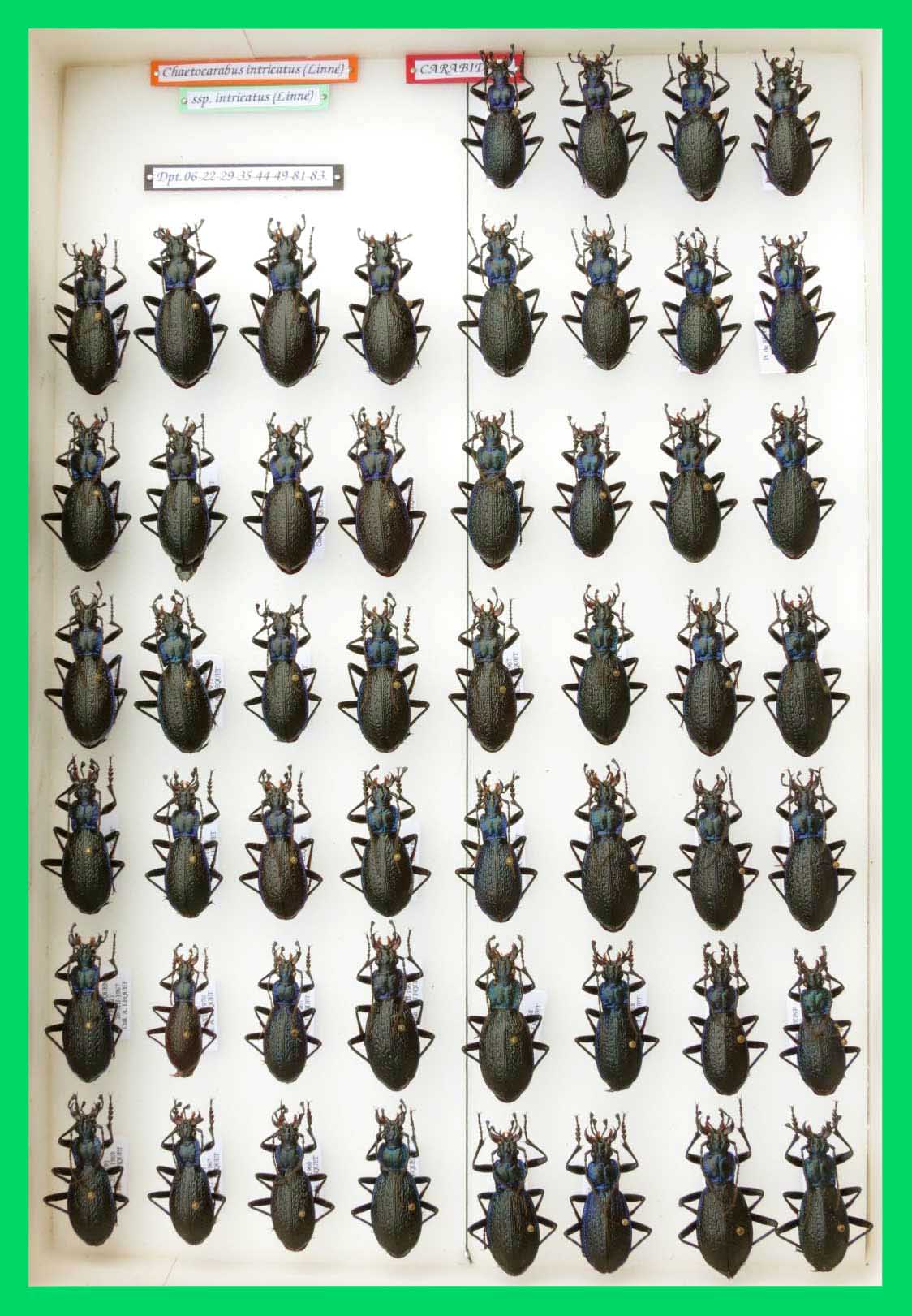 Chaetocarabus intricatus.
