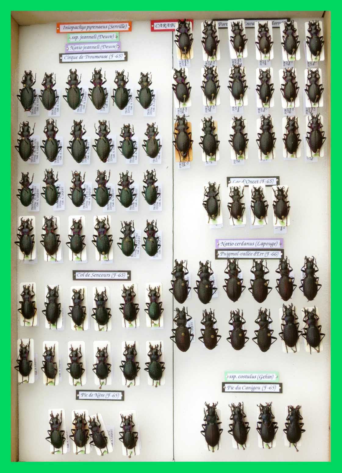 Iniopachys pyrenaeus.