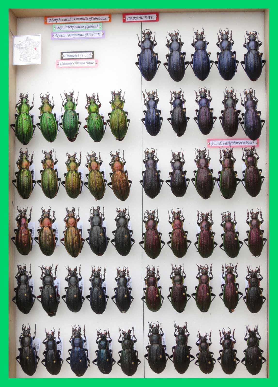 Morphocarabus monilis (4)
