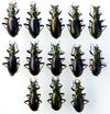 Carabe splendide (Chrysocarabus splendens), forme michaellae, lot tout venant issu d'&eacute;levage, apr&egrave;s pr&eacute;paration pour collection.