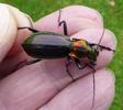 Carabe splendide (Chrysocarabus splendens), forme michaellae, en main,  photo 1.