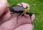 Carabe splendide (Chrysocarabus splendens), forme michaellae, en main,  photo 2.