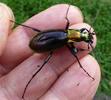 Carabe splendide (Chrysocarabus splendens), forme michaellae, en main,  photo 3.