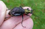 Carabe splendide (Chrysocarabus splendens), forme michaellae, en main, photo 4.