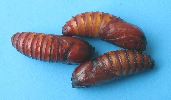 chrysalides de Cossus (photo 2)