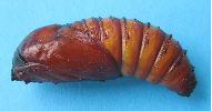 chrysalide de Cossus, en vue lat&eacute;rale