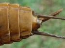 Courtilière ou taupe-grillon (Gryllotalpa gryllotalpa),  extrémité abdominale femelle.