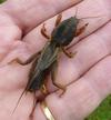 Courtilière ou taupe-grillon (Gryllotalpa gryllotalpa), en main.