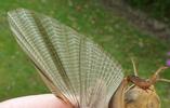 Courtilière ou Taupe-grillon (Gryllotalpa gryllotalpa), aile membraneuse déployée.







 







En raison de sa morphologie et de ses moeurs, la courtilière semble résulter de l'improbable croisement entre une taupe et un grillon ... d'où le nom de "Taupe-grillon" communément donné à cette étonnante et quelque peu énigmatique bestiole. Vous noterez que son nom scientifique (Gryllotalpa) fait également référence à cette double identité, mais aussi que la bestiole affectionnait les "courtils" d'antan (sortes de jardins clos en vieux français) ... d'où le nom de courtilière ... CQFD !







 







  ..............  







Ces clichés comparatifs entre la Taupe (12 à 15 cm), et la courtilière (4 à 5 cm), mettent en évidence une réelle convergence de forme, 







voire une certaine analogie, concernant notamment la morphologie et la disposition des membres antérieurs.







 







 







Présentation !







 







En terme de classification la courtilière relève des Orthoptères, tout comme les sauterelles, criquets, et grillons. Totalement inoffensive, mais particulièrement imposante et impressionnante en raison de sa taille et de sa morphologie, la bestiole apparaît fort peu "sympathique" pour qui ne la connaît pas. L'activité est nocturne, et à l'instar de la taupe la courtilière est parfaitement adaptée au fouissement, d'où une vie pour l'essentiel souterraine, ce qui ne facilite pas son observation.







La présence de courtilères est toutefois décelable par le chant ( sous réserve de le connaître ! ), mais surtout par la présence de très typiques galeries superficielles, plus ou moins linéaires, tendant à entrouvrir ou craqueler le sol, parfois sur plusieurs mètres. J'ajouterais que les courtilières sont attirées par la lumière, et que la nuit venue elles peuvent s'aventurer "à pattes" hors de leur terrier, le cas échéant avec une très étonnante vitesse de fuite ... ou de retour au bercail .







La Taupe-grillon affectionne les terrains meubles, plus ou moins sableux et bien drainés, d'où sa fréquence dans les cultures maraîchères d'antan, où elle pouvait d'ailleurs s'y montrer nuisible. Cette époque est bien sûr révolue, les insecticides et autres biocides ayant eu raison de sa résistance et de sa prolificité. L'espèce est considérée comme présente dans toute la France, mais sa régression tend à se généraliser, comme celle de nombreux insectes. Outre l'Europe, cette courtilière est connue d'Afrique du Nord, et de l' Ouest de l'Asie.







Les courtilières se nourrissent de racines et de tubercules, mais aussi de vers de terre, ou encore d'insectes et larves également terricoles. Concernant ces dernières, cela vaut notamment pour les vers dits "blancs" (hannetons en tous genres) et "gris" (tipules), mais ces "bienfaits" ne sont pas forcément à la hauteur des dégâts pouvant être par ailleurs occasionnés.







Non contentes d'exceller dans l'art de fouir et s'enfouir, comme cette vidéo le montre, la courtilière sait quasiment tout faire. Comme vous le verrez, elle vole, nage, fait du "sous-l'eau", chante, "communique" .... et sans doute plus encore! Dans l'immédiat, comme titré ci-dessous , "un peu de morphologie" s'impose ! 







 







  







.... l'art de faire son trou au pays des courtilières !







 







Un peu de morphologie !







Convergences ... évolutives ! 







Les convergences dites évolutives se rapportent à des êtres vivants très dissemblables ( plantes et animaux ! ) qui vivent dans des environnements similaires ou comparables, et qui évoluent selon des morphologies elles mêmes similaires ou comparables. Comme les photos ci-dessous le montrent, la taupe et la coutilière illustrent parfaitement cette forme de convergence.







 







 







Quand la fonction crée l'organe ...."portraits" comparatifs ! 







à gauche: Taupe-grillon (Gryllotalpa gryllotalpa); à droite: Taupe "tout court" (Talpa europaea). Vous remarquerez la convergence ( donc "évolutive" ! ) des pattes fouisseuses ( forme et disposition), mais aussi leur puissance et leur volume en regard de celui du corps.







 







 







  .... ............?...  







Illustration de l'adaptation au fouissement, avec comparaison entre la taupe commune (Talpa europaea), et la courtilière.







à gauche: pattes fouisseuses de taupe et de courtilière, vues de dessus; à droite: idem, mais côté "paumes".







 







 







 .... et quand Popeye s'en mêle !







  ................. 







à gauche: comme Popeye la courtilière à des gros "biscotos"; à droite: ... et elle le prouve !







Pour évidente qu'elle soit, la puissance des pattes fouisseuses de la courtilière méritait d'être concrètement démontrée, d'où l'idée de cette très explicite vidéo. Comme vous le verrez l'aisance de la bête est surprenante ( comme Popeye elle a du manger beaucoup de "spinach" ! ), et cela prouve qu'elle est loin d'utiliser toute la puissance de ses "biceps". Si vous doutez encore de la performance, essayez de déplacer 100 fois votre propre poids ... et cela d'un seul bras ! 







  







Le dimorphisme sexuel !







 







Elle ! ...   .......   ... et lui !







Chez les courtilières le dimorphisme est peu marqué, et pour tout dire passablement subtil. Comme toujours il intéresse les "plaques génitales", et donc les extrémités abdominales ventrales, mais sauf à bien connaître la morphologie de la bête, les risques d'erreurs sont patents. Le meilleur critère, pour ne pas dire le seul, porte en fait sur la nervation du "tegmen", équivalent de l'élytre chez les orthoptères ( "tegmina" au pluriel ! ). Chez le mâle la partie centrale porte en effet une nervure bien individualisée ayant la forme d'une sorte de "diapason", dixit Bellmann et Luquet.







 







.... pour info !







 







  ................ . ............







ci-dessus à gauche: les mandibules sont fortes, mais sans plus, et vos doigts risquent peu d'en pâtir car la bête n'est pas très "mordante"; au centre: les curieux palpes (labiaux et buccaux) de la coutilière; à droite: exemple de poils sensoriels; ci-dessous à gauche: les yeux et les "ocelles" (flèches sur agrandissements). Contrairement à la taupe, quasiment aveugle en raison de sa vie exclusivement souterraine, la vision est bien développée chez la coutilière; à droite: à peine visible ! noir ! minus de chez minus ! inséré sous la peau ! et totalement masqué par le pelage ! ... tel se présente l'oeil de la taupe ! Autant qu'elle ne voit pas grand chose, d'où l'expression "myope comme une taupe". Vous noterez que j'ai minutieusement "peigné l'oeil " afin de vous le présenter au mieux ... et surtout de le rendre visible ! 







 .................  







 







La défense !







Comme tout insecte doté de mandibules la courtilière peut mordre, ou plus exactement pincer... limite assez fort ! A vrai dire elle use si peu de cette faculté, que j'ai eu bien du mal pour obtenir sur le vif les clichés ci-dessus. En fait sa vie souterraine constitue sa meilleure protection, mais lorsqu'elle est à découvert, et se sent en danger, la bestiole adopte une très typique position défensive parfaitement illustrée par la photo ci-dessous à gauche. Ce faisant l'agresseur se retrouve face aux véritables "poings américains" (ou "étoiles japonaises" ! ) que sont les pattes fouisseuses ... et à l'évidence ça donne à réfléchir ! .... même si la bête se contente généralement de menaçer !







 







  .......... 







Avant -corps dressé, pattes antérieures brandies dans le prolongement du thorax ... et toutes griffes dehors !







telle se présente la très typique position défensive de la courtilière.







 







 







 







    







Toutes proportions gardées ...







En regard des griffes de la courtilière ... celles d'un lion ne sont rien !







Elles sont en effet fort impressionnantes et assurément aptes à tuer, mais en réalité simplement dissuasives, car plus utilisées à fouir le sol qu'à étriper l'agresseur. 







Intro !







 







En raison de sa morphologie et de ses moeurs, la courtilière semble résulter de l'improbable croisement entre une taupe et un grillon ... d'où le nom de "Taupe-grillon" communément donné à cette étonnante et quelque peu énigmatique bestiole. Vous noterez que son nom scientifique (Gryllotalpa) fait également référence à cette double identité, mais aussi que la bestiole affectionnait les "courtils" d'antan (sortes de jardins clos en vieux français) ... d'où le nom de courtilière ... CQFD !







 







  ..............  







Ces clichés comparatifs entre la Taupe (12 à 15 cm), et la courtilière (4 à 5 cm), mettent en évidence une réelle convergence de forme, 







voire une certaine analogie, concernant notamment la morphologie et la disposition des membres antérieurs.







 







 







Présentation !







 







En terme de classification la courtilière relève des Orthoptères, tout comme les sauterelles, criquets, et grillons. Totalement inoffensive, mais particulièrement imposante et impressionnante en raison de sa taille et de sa morphologie, la bestiole apparaît fort peu "sympathique" pour qui ne la connaît pas. L'activité est nocturne, et à l'instar de la taupe la courtilière est parfaitement adaptée au fouissement, d'où une vie pour l'essentiel souterraine, ce qui ne facilite pas son observation.







La présence de courtilères est toutefois décelable par le chant ( sous réserve de le connaître ! ), mais surtout par la présence de très typiques galeries superficielles, plus ou moins linéaires, tendant à entrouvrir ou craqueler le sol, parfois sur plusieurs mètres. J'ajouterais que les courtilières sont attirées par la lumière, et que la nuit venue elles peuvent s'aventurer "à pattes" hors de leur terrier, le cas échéant avec une très étonnante vitesse de fuite ... ou de retour au bercail .







La Taupe-grillon affectionne les terrains meubles, plus ou moins sableux et bien drainés, d'où sa fréquence dans les cultures maraîchères d'antan, où elle pouvait d'ailleurs s'y montrer nuisible. Cette époque est bien sûr révolue, les insecticides et autres biocides ayant eu raison de sa résistance et de sa prolificité. L'espèce est considérée comme présente dans toute la France, mais sa régression tend à se généraliser, comme celle de nombreux insectes. Outre l'Europe, cette courtilière est connue d'Afrique du Nord, et de l' Ouest de l'Asie.







Les courtilières se nourrissent de racines et de tubercules, mais aussi de vers de terre, ou encore d'insectes et larves également terricoles. Concernant ces dernières, cela vaut notamment pour les vers dits "blancs" (hannetons en tous genres) et "gris" (tipules), mais ces "bienfaits" ne sont pas forcément à la hauteur des dégâts pouvant être par ailleurs occasionnés.







Non contentes d'exceller dans l'art de fouir et s'enfouir, comme cette vidéo le montre, la courtilière sait quasiment tout faire. Comme vous le verrez, elle vole, nage, fait du "sous-l'eau", chante, "communique" .... et sans doute plus encore! Dans l'immédiat, comme titré ci-dessous , "un peu de morphologie" s'impose ! 







 







  







.... l'art de faire son trou au pays des courtilières !







 







Un peu de morphologie !







Convergences ... évolutives ! 







Les convergences dites évolutives se rapportent à des êtres vivants très dissemblables ( plantes et animaux ! ) qui vivent dans des environnements similaires ou comparables, et qui évoluent selon des morphologies elles mêmes similaires ou comparables. Comme les photos ci-dessous le montrent, la taupe et la coutilière illustrent parfaitement cette forme de convergence.







 







 







Quand la fonction crée l'organe ...."portraits" comparatifs ! 







à gauche: Taupe-grillon (Gryllotalpa gryllotalpa); à droite: Taupe "tout court" (Talpa europaea). Vous remarquerez la convergence ( donc "évolutive" ! ) des pattes fouisseuses ( forme et disposition), mais aussi leur puissance et leur volume en regard de celui du corps.







 







 







  .... ............?...  







Illustration de l'adaptation au fouissement, avec comparaison entre la taupe commune (Talpa europaea), et la courtilière.







à gauche: pattes fouisseuses de taupe et de courtilière, vues de dessus; à droite: idem, mais côté "paumes".







 







 







 .... et quand Popeye s'en mêle !







  ................. 







à gauche: comme Popeye la courtilière à des gros "biscotos"; à droite: ... et elle le prouve !







Pour évidente qu'elle soit, la puissance des pattes fouisseuses de la courtilière méritait d'être concrètement démontrée, d'où l'idée de cette très explicite vidéo. Comme vous le verrez l'aisance de la bête est surprenante ( comme Popeye elle a du manger beaucoup de "spinach" ! ), et cela prouve qu'elle est loin d'utiliser toute la puissance de ses "biceps". Si vous doutez encore de la performance, essayez de déplacer 100 fois votre propre poids ... et cela d'un seul bras ! 







  







Le dimorphisme sexuel !







 







Elle ! ...   .......   ... et lui !







Chez les courtilières le dimorphisme est peu marqué, et pour tout dire passablement subtil. Comme toujours il intéresse les "plaques génitales", et donc les extrémités abdominales ventrales, mais sauf à bien connaître la morphologie de la bête, les risques d'erreurs sont patents. Le meilleur critère, pour ne pas dire le seul, porte en fait sur la nervation du "tegmen", équivalent de l'élytre chez les orthoptères ( "tegmina" au pluriel ! ). Chez le mâle la partie centrale porte en effet une nervure bien individualisée ayant la forme d'une sorte de "diapason", dixit Bellmann et Luquet.







 







.... pour info !







 







  ................ . ............







ci-dessus à gauche: les mandibules sont fortes, mais sans plus, et vos doigts risquent peu d'en pâtir car la bête n'est pas très "mordante"; au centre: les curieux palpes (labiaux et buccaux) de la coutilière; à droite: exemple de poils sensoriels; ci-dessous à gauche: les yeux et les "ocelles" (flèches sur agrandissements). Contrairement à la taupe, quasiment aveugle en raison de sa vie exclusivement souterraine, la vision est bien développée chez la coutilière; à droite: à peine visible ! noir ! minus de chez minus ! inséré sous la peau ! et totalement masqué par le pelage ! ... tel se présente l'oeil de la taupe ! Autant qu'elle ne voit pas grand chose, d'où l'expression "myope comme une taupe". Vous noterez que j'ai minutieusement "peigné l'oeil " afin de vous le présenter au mieux ... et surtout de le rendre visible ! 







 .................  







 







La défense !







Comme tout insecte doté de mandibules la courtilière peut mordre, ou plus exactement pincer... limite assez fort ! A vrai dire elle use si peu de cette faculté, que j'ai eu bien du mal pour obtenir sur le vif les clichés ci-dessus. En fait sa vie souterraine constitue sa meilleure protection, mais lorsqu'elle est à découvert, et se sent en danger, la bestiole adopte une très typique position défensive parfaitement illustrée par la photo ci-dessous à gauche. Ce faisant l'agresseur se retrouve face aux véritables "poings américains" (ou "étoiles japonaises" ! ) que sont les pattes fouisseuses ... et à l'évidence ça donne à réfléchir ! .... même si la bête se contente généralement de menaçer !







 







  .......... 







Avant -corps dressé, pattes antérieures brandies dans le prolongement du thorax ... et toutes griffes dehors !







telle se présente la très typique position défensive de la courtilière.







 







 







 







    







Toutes proportions gardées ...







En regard des griffes de la courtilière ... celles d'un lion ne sont rien !







Elles sont en effet fort impressionnantes et assurément aptes à tuer, mais en réalité simplement dissuasives, car plus utilisées à fouir le sol qu'à étriper l'agresseur. 







Courtilière ou Taupe-grillon (Gryllotalpa gryllotalpa), aile membraneuse déployée, photo 1.