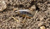 Courtilière ou taupe-grillon (Gryllotalpa gryllotalpa), l'enfouissement, photo 2.