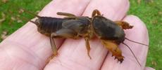 Courtilière ou Taupe-grillon (Gryllotalpa gryllotalpa), larve au 5e stade, en main.