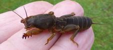 Courtilière ou Taupe-grillon (Gryllotalpa gryllotalpa), larve au 4e stade, en main.