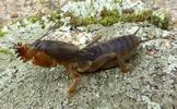 Courtili&egrave;re ou Taupe-grillon (Gryllotalpa gryllotalpa), larve au 4e stade, en position d&eacute;fensive.
