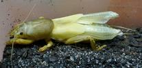 Courtili&egrave;re ou Taupe-grillon (Gryllotalpa gryllotalpa),  mue imaginale, photo 1.