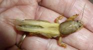 Courtili&egrave;re ou Taupe-grillon (Gryllotalpa gryllotalpa),  mue imaginale , en main.