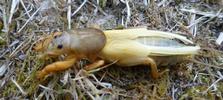 Courtili&egrave;re ou Taupe-grillon (Gryllotalpa gryllotalpa),  mue imaginale, photo 4.