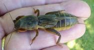 Courtilière ou Taupe-grillon (Gryllotalpa gryllotalpa), femelle prête à pondre, en main.