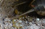 Courtilière ou Taupe-grillon (Gryllotalpa gryllotalpa), nid avec début de ponte.