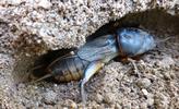 Courtili&egrave;re ou Taupe-grillon (Gryllotalpa gryllotalpa), femelle dans son nid.