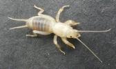 Courtilière ou Taupe-grillon (Gryllotalpa gryllotalpa), courtilière venant de passer au 3e stade, photo 2.
