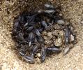 Courtilière ou Taupe-grillon (Gryllotalpa gryllotalpa), nichée au stade larvaire 2 et 3.