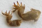 Courtili&egrave;re ou Taupe-grillon (Gryllotalpa gryllotalpa), comparatif des pattes fouisseuses 2 et 3e stade larvaire, photo 1.