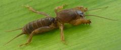 Courtili&egrave;re ou taupe-grillon (Gryllotalpa gryllotalpa), juv&eacute;nile, photo 1.
