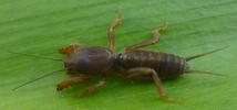 Courtili&egrave;re ou taupe-grillon (Gryllotalpa gryllotalpa), juv&eacute;nile, photo 2.