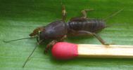 Courtili&egrave;re ou taupe-grillon (Gryllotalpa gryllotalpa), juv&eacute;nile avec allumette.
