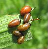 groupe de larves (Crioceris lilii) après nettoyage