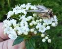 La Brèche ou Cucullie du bouillon blanc (Cucullia verbasci), le papillon  à butiner, photo 1.