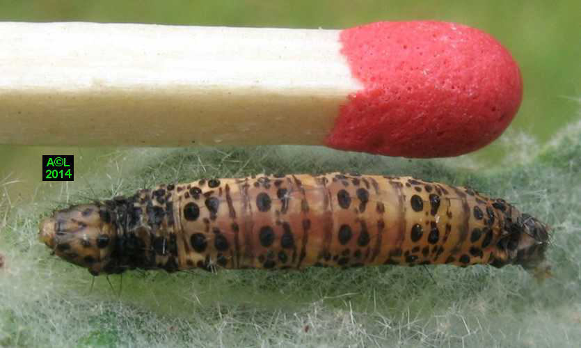 La Brèche ou Cucullie du bouillon blanc (Cucullia verbasci) biologie