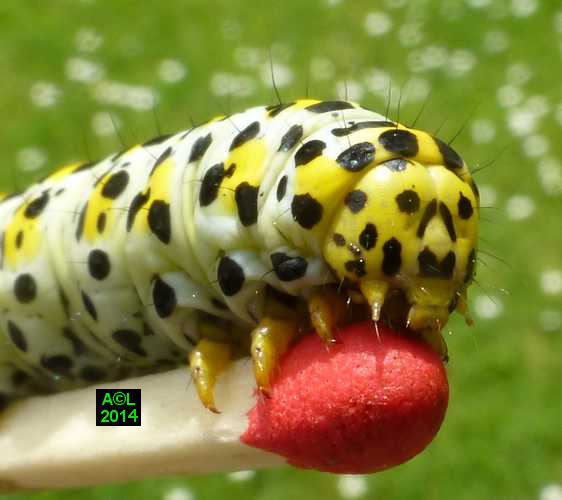 La Brèche ou Cucullie du bouillon blanc (Cucullia verbasci) biologie