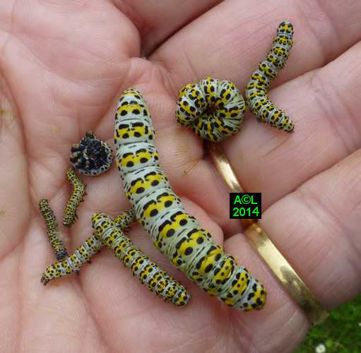 La Brèche ou Cucullie du bouillon blanc (Cucullia verbasci) biologie