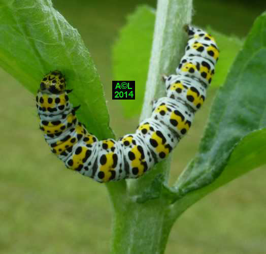 La Brèche ou Cucullie du bouillon blanc (Cucullia verbasci) biologie