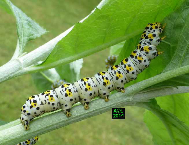La Brèche ou Cucullie du bouillon blanc (Cucullia verbasci) biologie