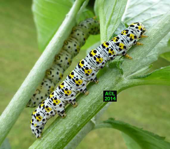 La Brèche ou Cucullie du bouillon blanc (Cucullia verbasci) biologie