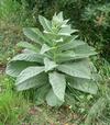 Mol&egrave;ne ou Bouillon blanc (Verbascum thapsus), photo 1.